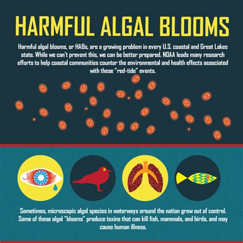 Harmful Algal Blooms | Single-celled organisms, Great lakes, Noaa