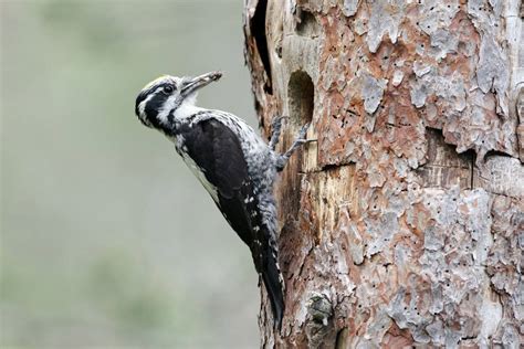 Wildlife Holidays in Sweden for 2024/25 - Naturetrek