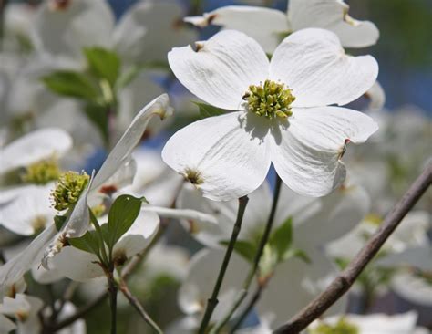 File:Dogwood flower branchlet.jpg