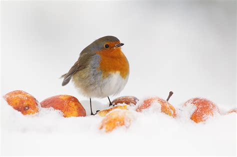 Winter Wildlife Photography Ideas - Nature TTL