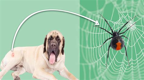 Does Black Widow Spider Bite Dog? Symptoms,& Treatment