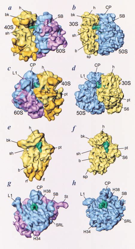 Structure of the 80S Ribosome from Saccharomyces cerevisiae—tRNA-Ribosome and Subunit-Subunit ...