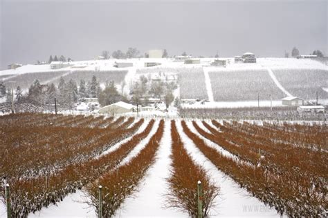 Things to Do in Lake Chelan in Winter - The Emerald Palate