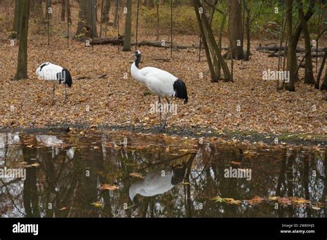 Bronx Zoo November 2023 Stock Photo - Alamy