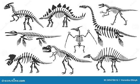 Dinosaur Skeletons. Dino Bones, Stegosaurus Fossil and Tyrannosaurus Skeleton Stock Illustration ...