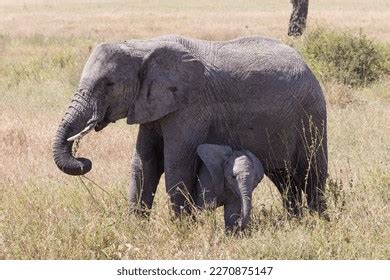 Female Elephant Her Calf Walk Through Stock Photo 2270859693 | Shutterstock