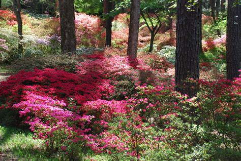 Perhaps, azaleas (Rhododendron spp.) offer the broadest color array of any shrub category in the ...