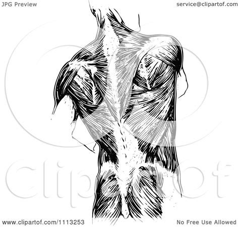 Clipart Vintage Black And White Human Anatomy Back With Muscles ...