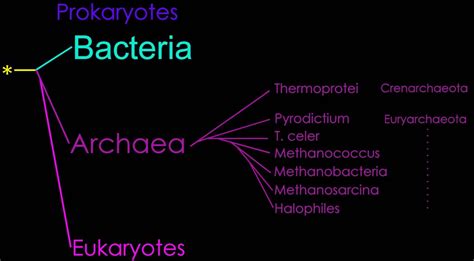 Archaea & Eubacteria: The Archaea