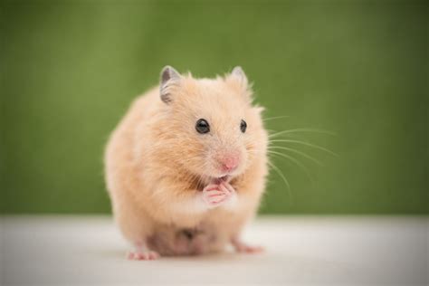 The 5 Most Popular Hamster Species Kept as Pets