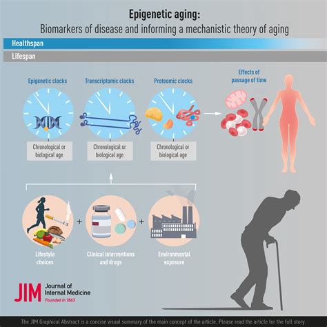 Epigenetic aging: Biological age prediction and informing a mechanistic ...