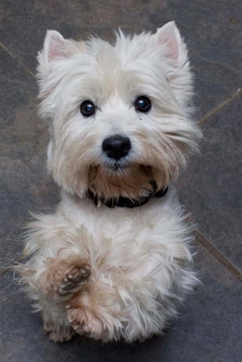 Westie Mix Puppies For Adoption - Pudding to come