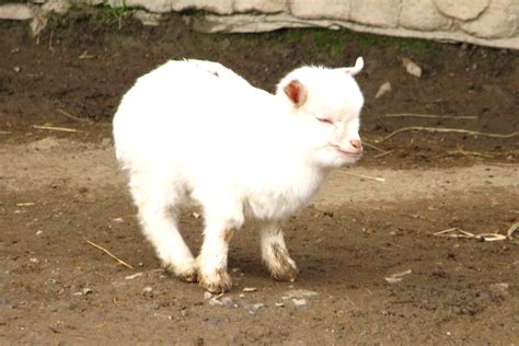 Soubor:Young.Pygmy.goat-01-ZOO.Dvur.Kralove.jpg – Wikipedie