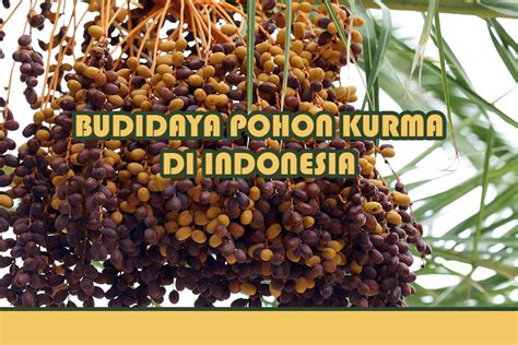 Cara Budidaya Pohon Kurma Dari Biji di Indonesia | Investasi dan Bisnis