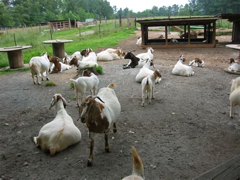 Goats - New Georgia Encyclopedia