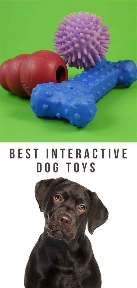 Best Interactive Dog Toys - Reviews and Tips To Help You Choose