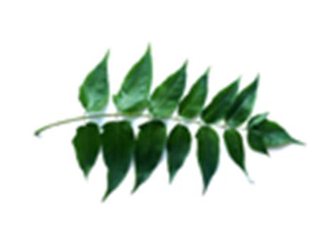 Leaf-ID.com | ... tree leaves