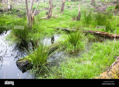 Marshy plants hi-res stock photography and images - Alamy