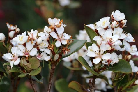 Indian Hawthorn (Rhaphiolepis indica) Grow and Care Tips | Florgeous