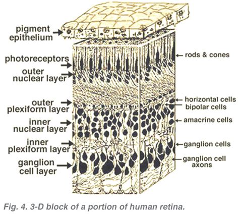 Simple Anatomy of the Retina by Helga Kolb – Webvision