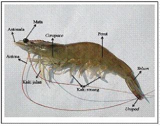 Udang Vaname Air Tawar - Flora Dan Fauna Di Malaysia: Ciri-ciri Flora ...