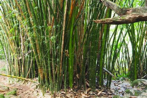 How To Prune & Trim Bamboo Plants | Bamboo Plants HQ