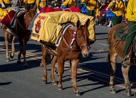 Firefighting Pack Mules | A string of U.S. Forest Service pa… | Flickr