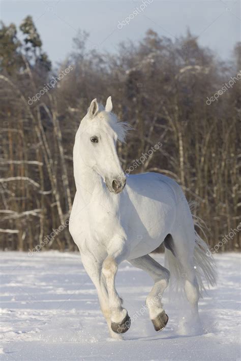 White Horse Running Snow Field Stock Photo by ©mari_art 4622400