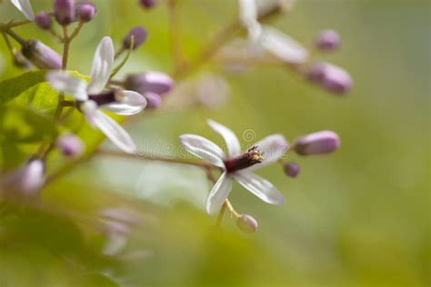 Chinaberry tree flowers stock photo. Image of five, flower - 116202816