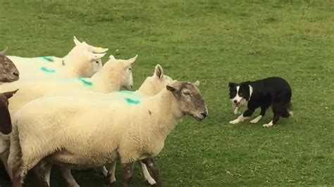 Professional Shepherd and Sheepdog in Ireland - YouTube