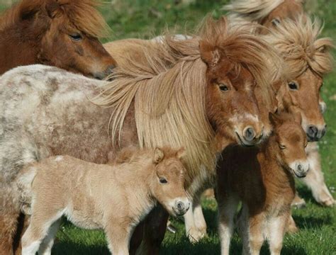 408 best images about American Shetland /Shetland Pony on Pinterest