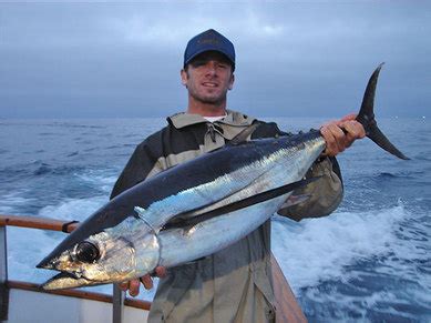 Albacore Tuna - SHOGUN SPORTFISHING