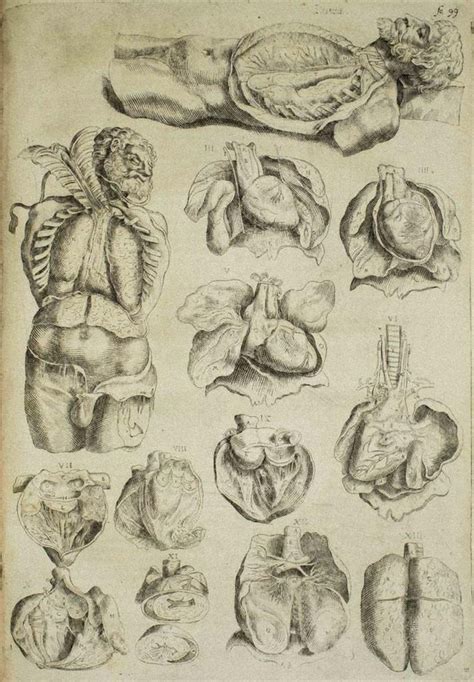 Andrea Vesalio, The Organs, Etching: De Humani Corporis Fabrica, 1642 for sale at Pamono