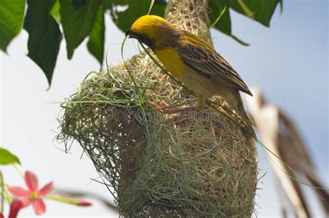 A Weaver Bird Weaving Its Nest. Stock Photo - Image of nature, bird: 104199774