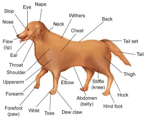 Circuit Diagram For Dog Collar