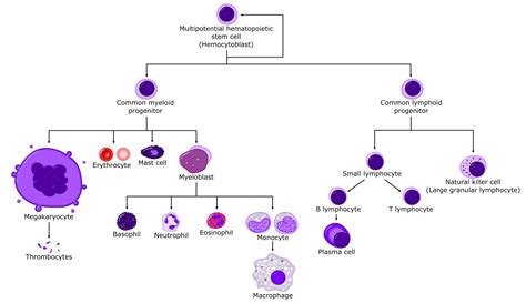 All Things Stem Cell » hematopoietic