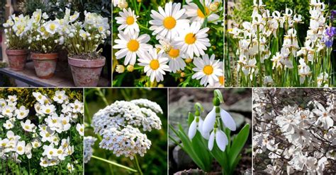 Top 20+ White Perennials That Bloom All Summer