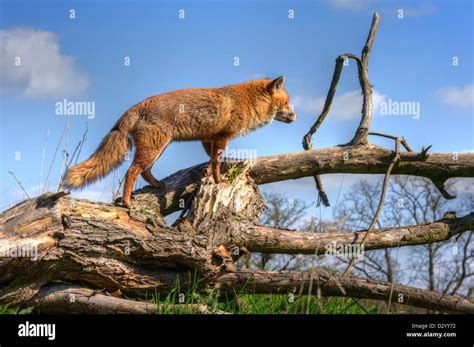 Superb close up of red fox in natural habitat and environment Stock ...