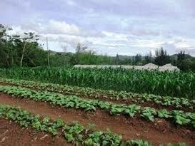 the types of agricultural systems in the caribbean.