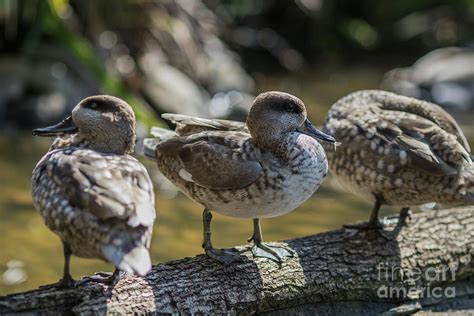 Marbled Ducks Photograph by Eva Lechner - Fine Art America