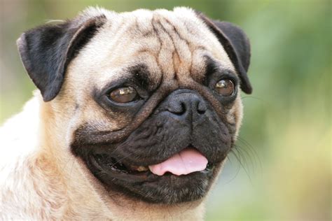 Pug Archives - About Pug