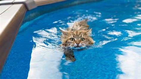 5 Incredible Cat Breeds That Like Water (Definitive Guide)