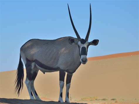 Oryx in The Namib Desert | Oryx, Namib Reserve, Namibia, Aug… | Flickr