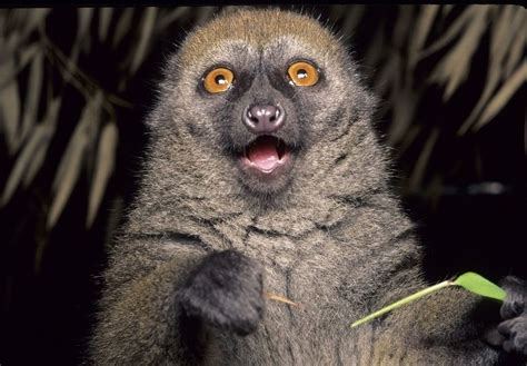 Bamboo lemur - Alchetron, The Free Social Encyclopedia