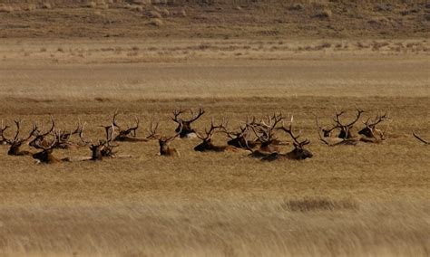 National Elk Refuge in Jackson Wyoming - AllTrips