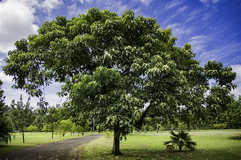 The Story of the Kukui Nut Tree in Hawaii - Panda Travel