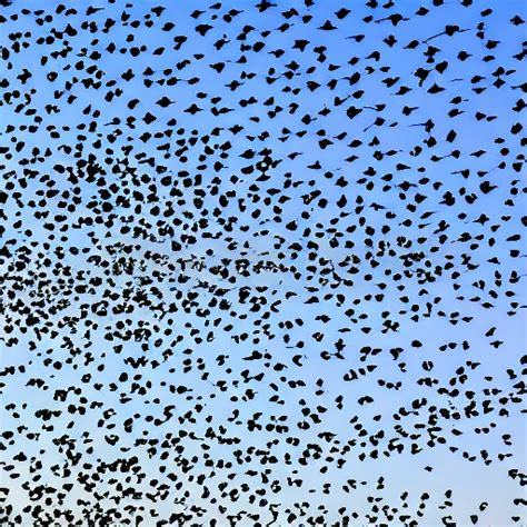 Birds murmuration in the shape of a smile - Arthub.ai