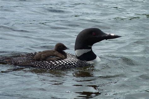 ALGONQUIN NATURE ADVENTURES (Dwight) - All You Need to Know BEFORE You Go