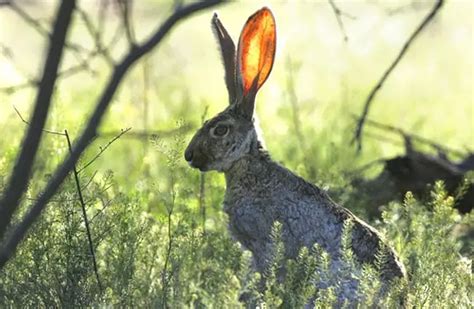 Jackrabbit - Description, Habitat, Image, Diet, and Interesting Facts