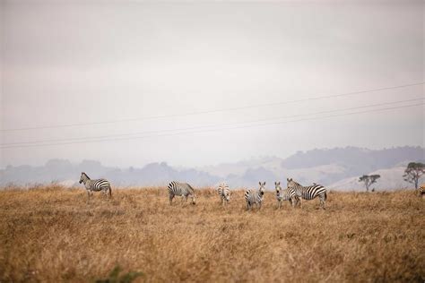 Hearst Castle Zebras - Highway 1 Road Trip